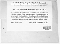 Alutaceodontia alutacea image